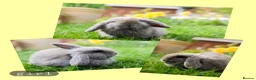 Mini Lop rabbits for sale: ❤️ 5 beautiful mini lop bunnies for sale  - Advert 3