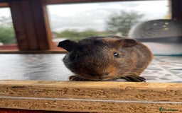 Guinea Pig rodents for sale: 2 Baby Guinea Pigs Looking For Homes in Wigan - Image 11