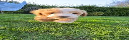 Cockapoo dogs for sale: Beautiful F1 puppies due Aug 15th!  - Advert 9