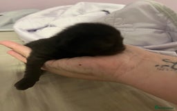 British Shorthair cats for sale: Black kittens - Image 4