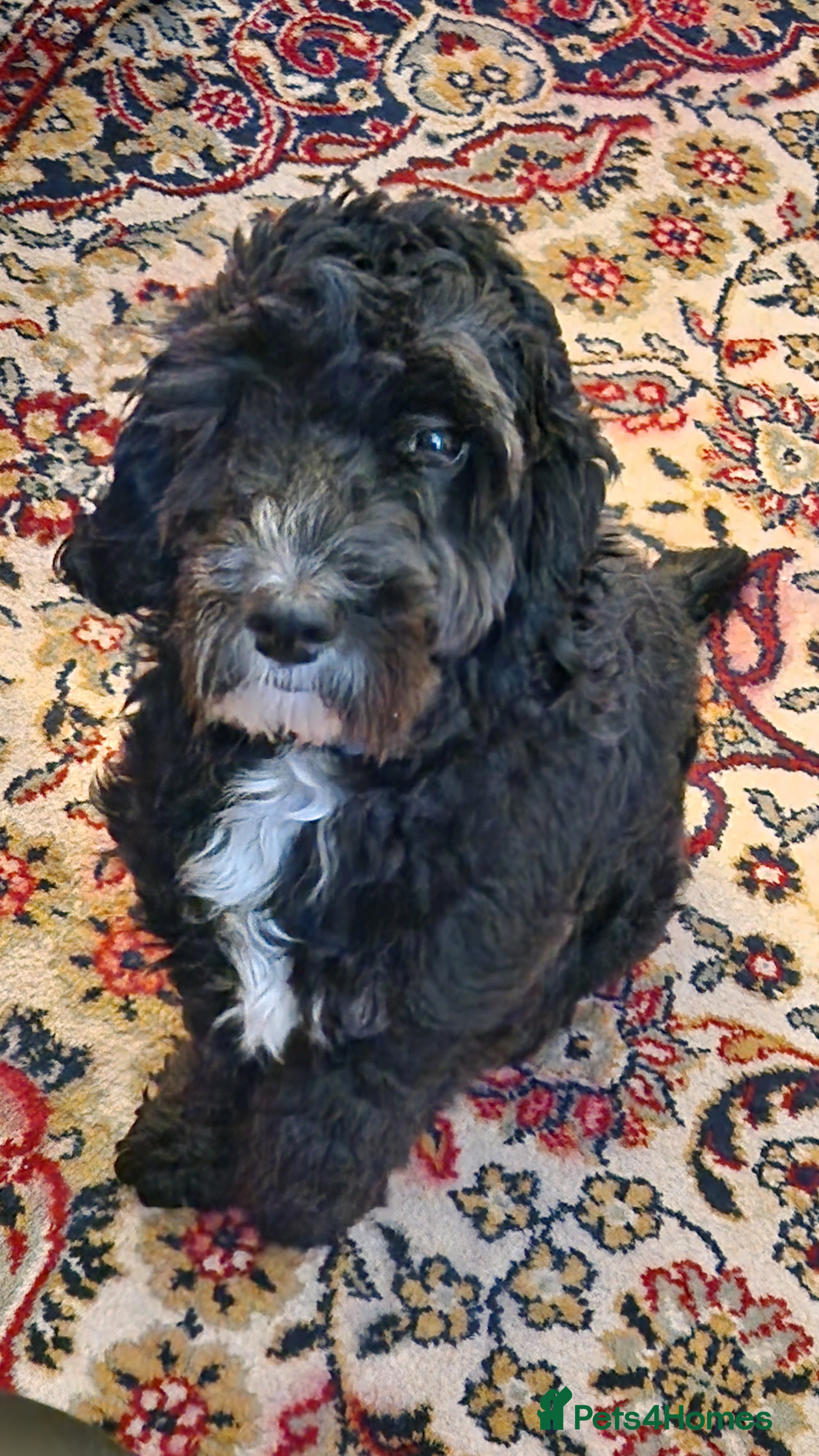 Cockapoo dogs F1 Cockapoo for STUD in Canterbury - Advert 2