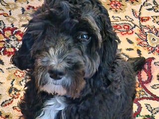 Cockapoo dogs F1 Cockapoo for STUD in Canterbury - Advert 3