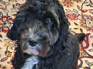 Cockapoo dogs F1 Cockapoo for STUD in Canterbury - Advert 9