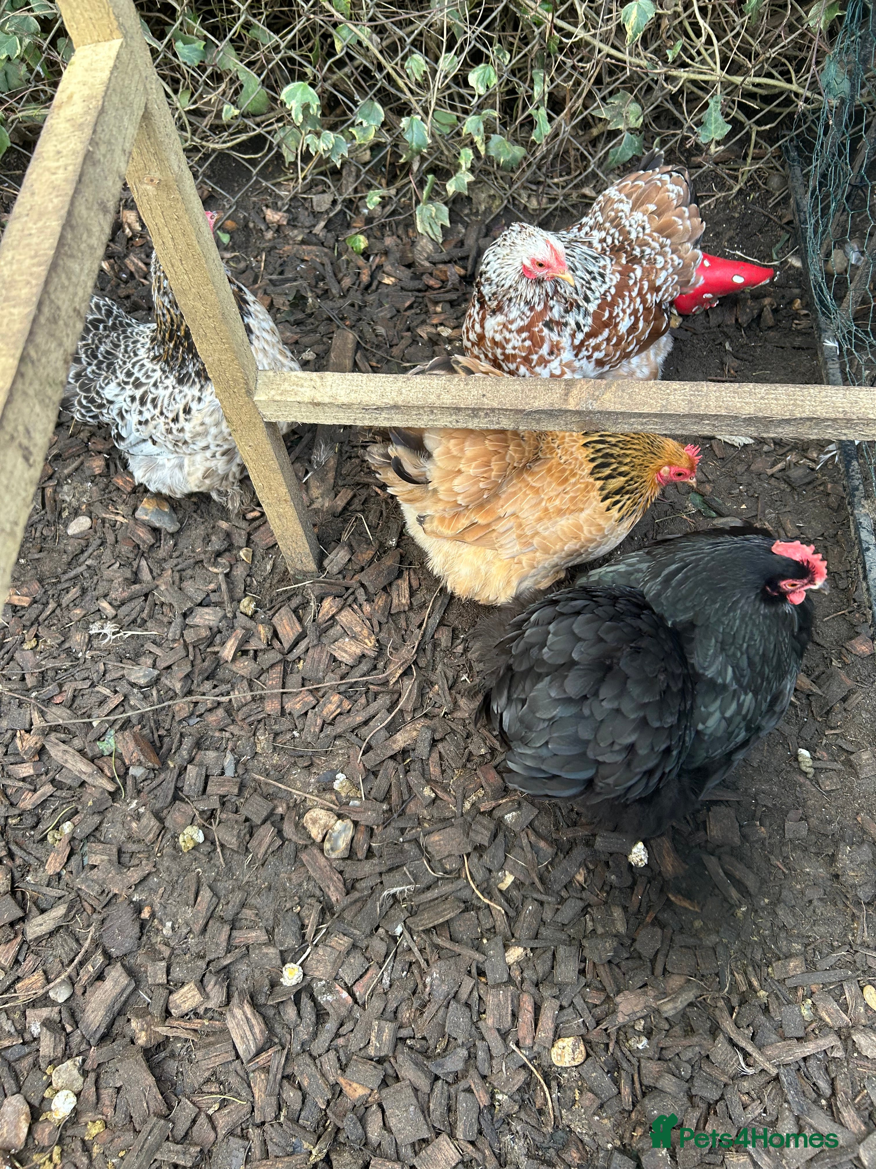 Chickens poultry 4 female pekin bantams - Advert 1