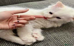 Ragdoll cats for sale: Beautiful Ragdoll Kittens, 2 Flamepoint, 1 mitted - Image 14