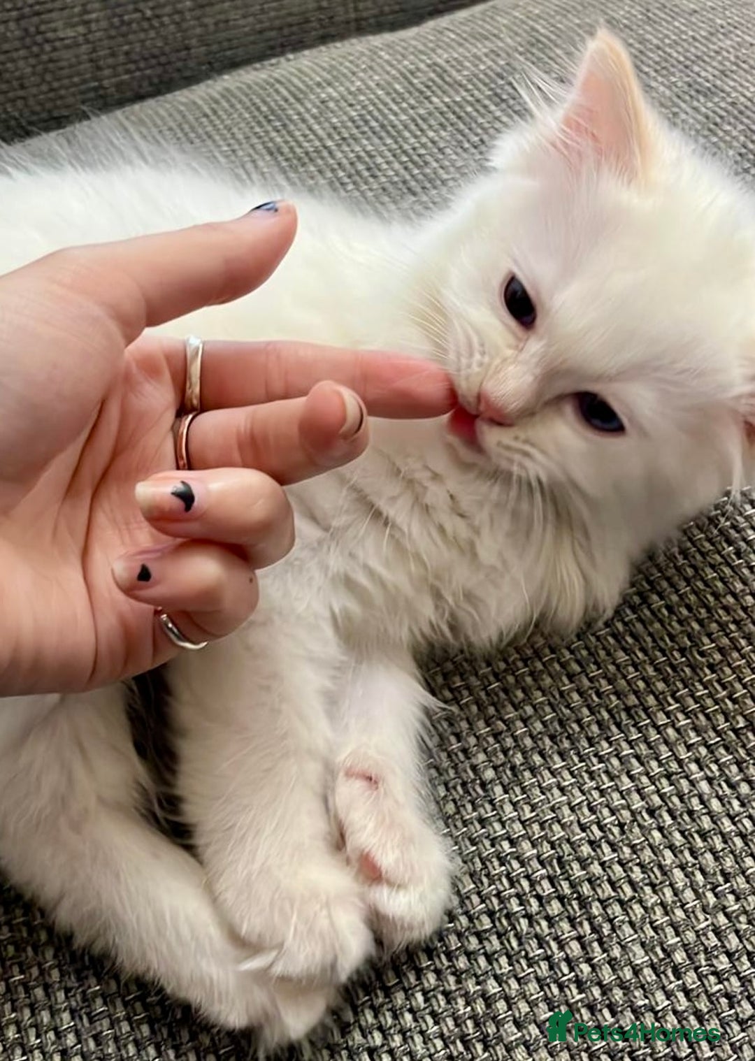 Ragdoll cats for sale: Beautiful Ragdoll Kittens, 2 Flamepoint, 1 mitted - Image 14