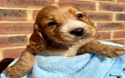 Cocker Spaniel dogs for sale: 🩷Rosie’s Stunning Puppies 🩷 - Image 13