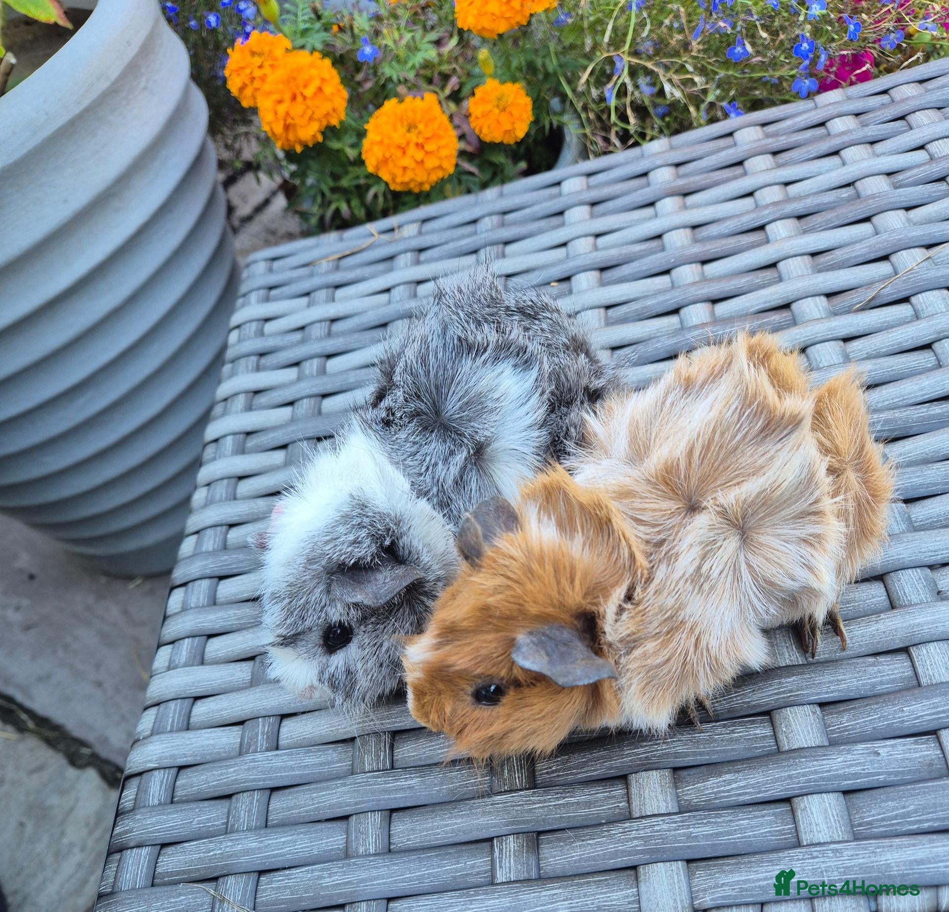 Guinea Pig rodents Californian Funky Guinea Pigs  - Advert 14