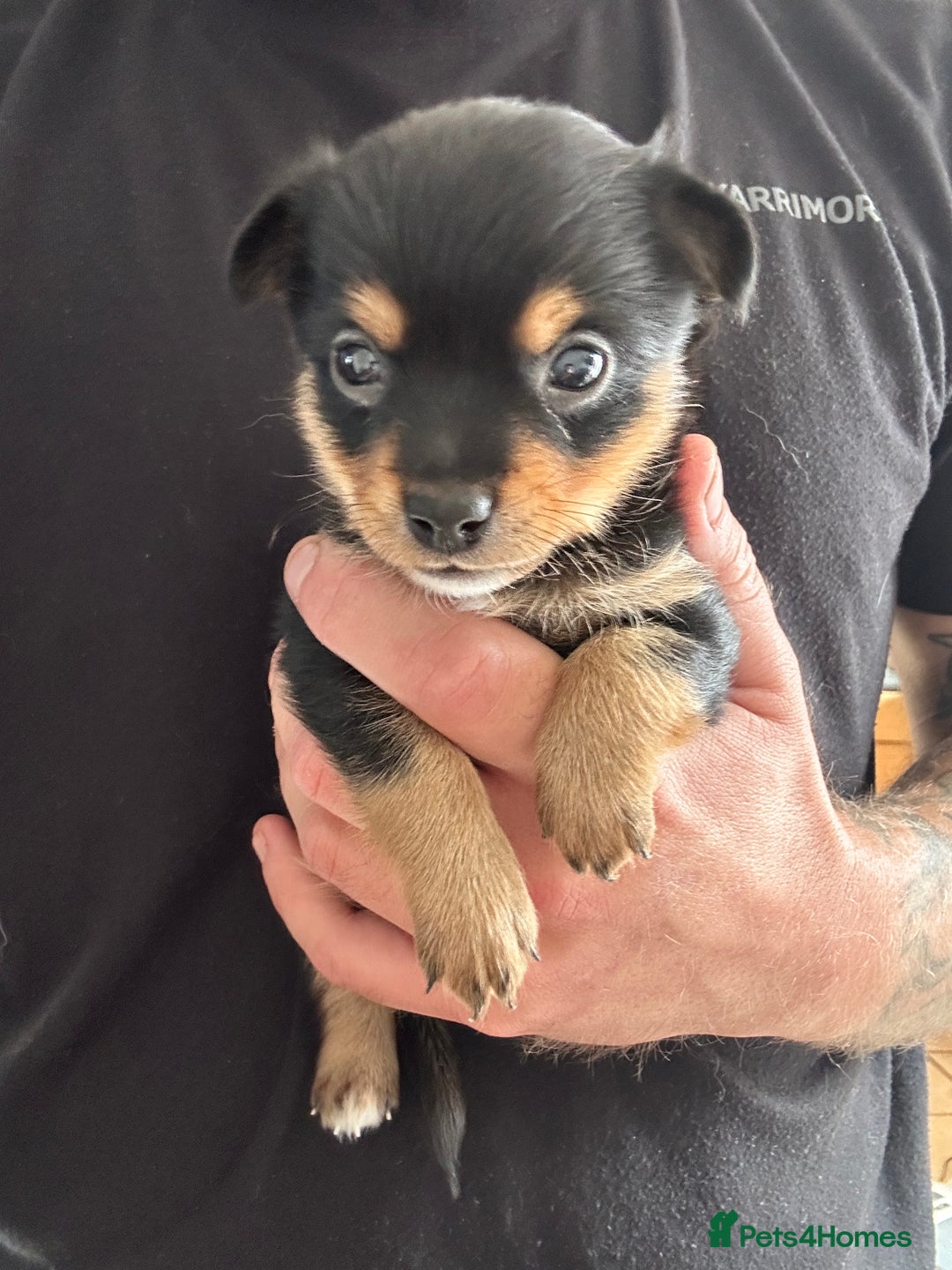 Chihuahua dogs for sale: Chihuahua X puppies  - Image 7