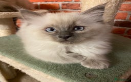 Ragdoll cats for sale: Ragdoll kittens boys and girls - Image 23