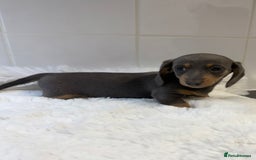 Miniature Dachshund dogs for sale: 2 stunning miniature dachshund puppy’s  - Image 24