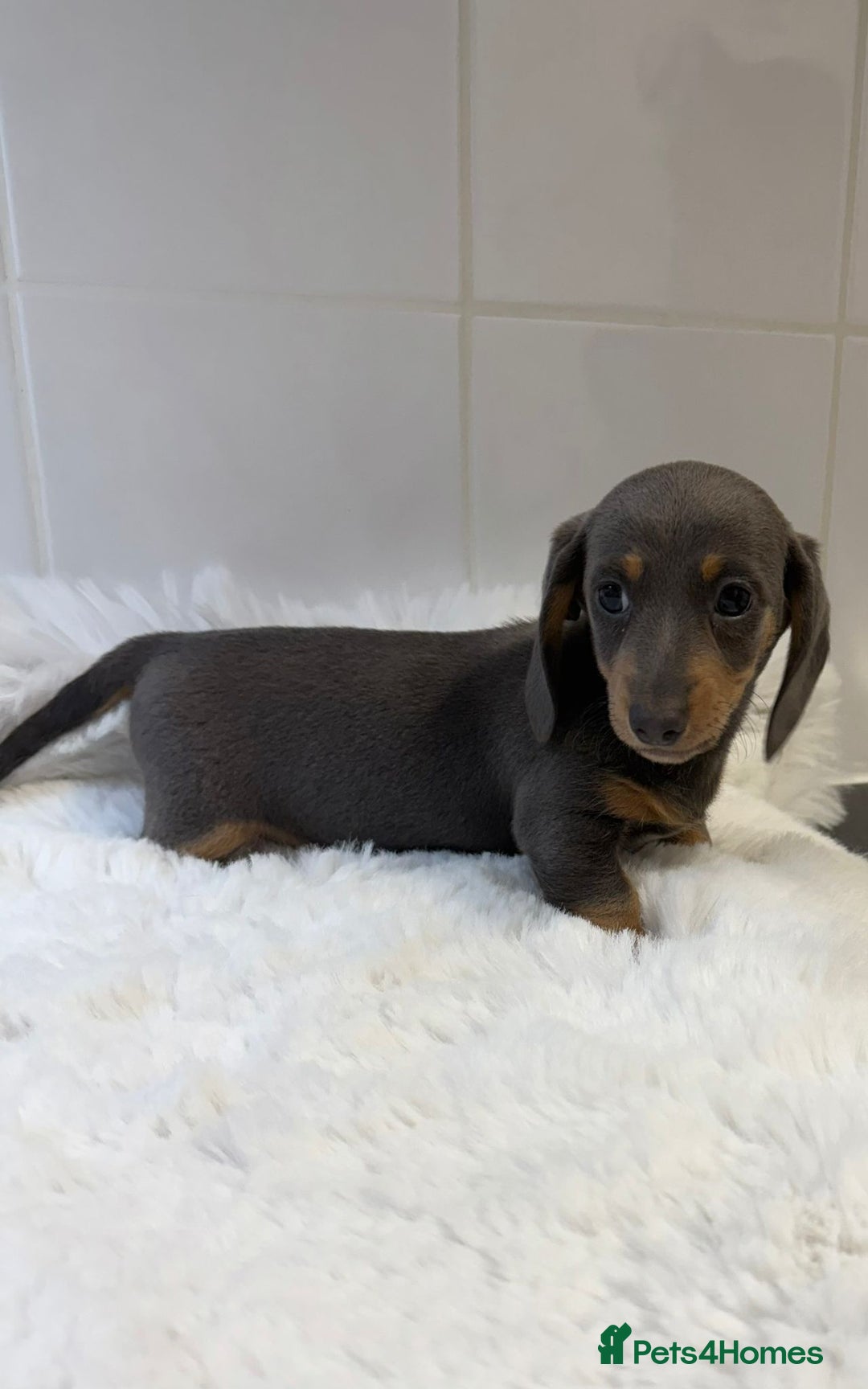 Miniature Dachshund dogs for sale: 2 stunning miniature dachshund puppy’s  - Image 24