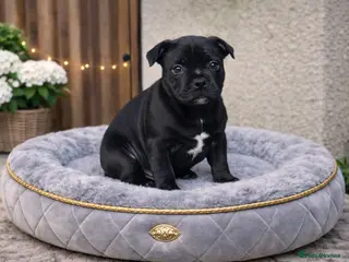 Staffordshire Bull Terrier dogs SHOW QUALITY PUPS AVAILABLE WOW - Advert 5