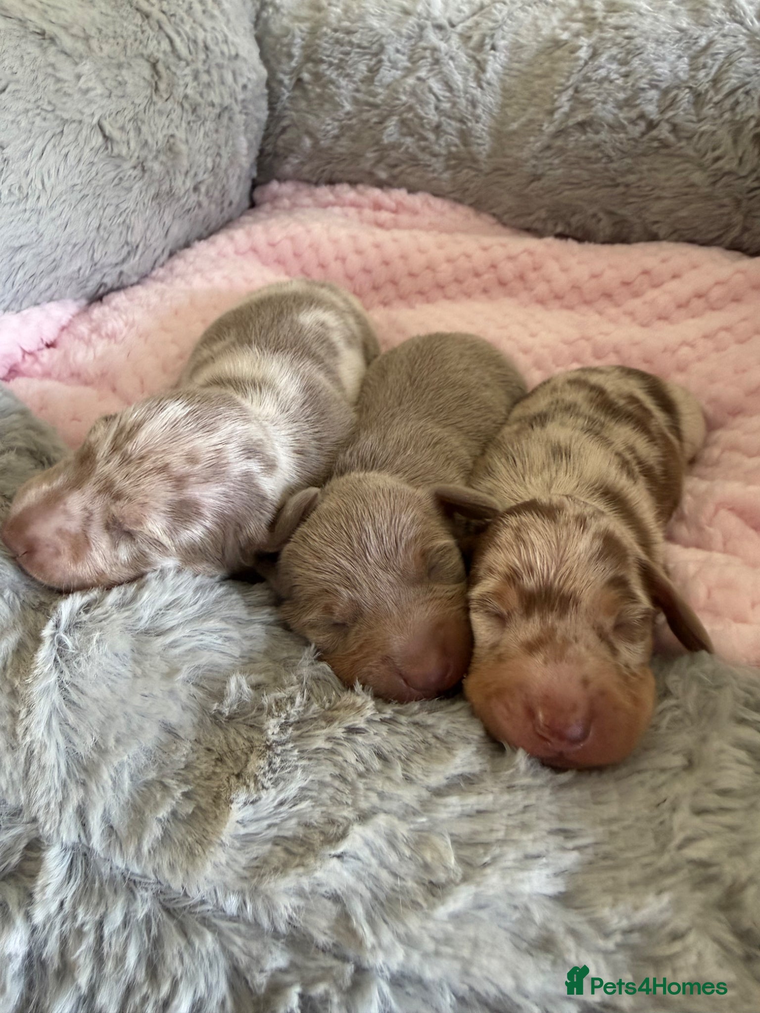 Miniature Dachshund dogs Kennel club Miniature Dachshunds  - Advert 1