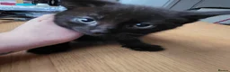 Mixed Breed cats for sale: 8week old black kitten - Advert 4