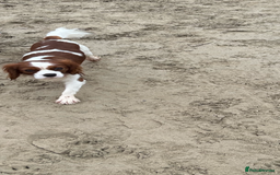 Cavalier King Charles Spaniel dogs for stud: KC registered health tested Blenheim stud in Folkestone - Image 7