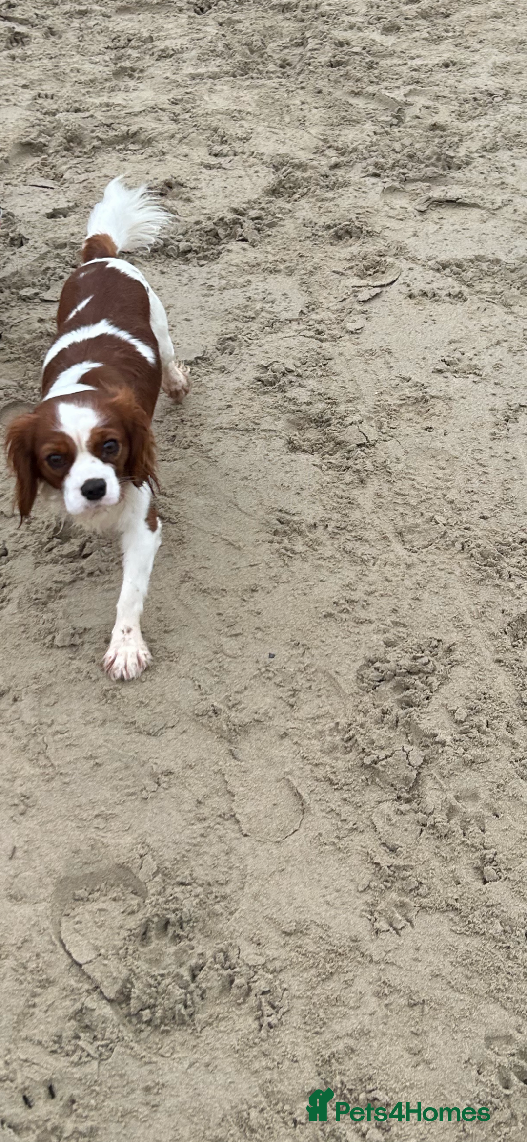 Cavalier King Charles Spaniel dogs for stud: KC registered health tested Blenheim stud in Folkestone - Image 7
