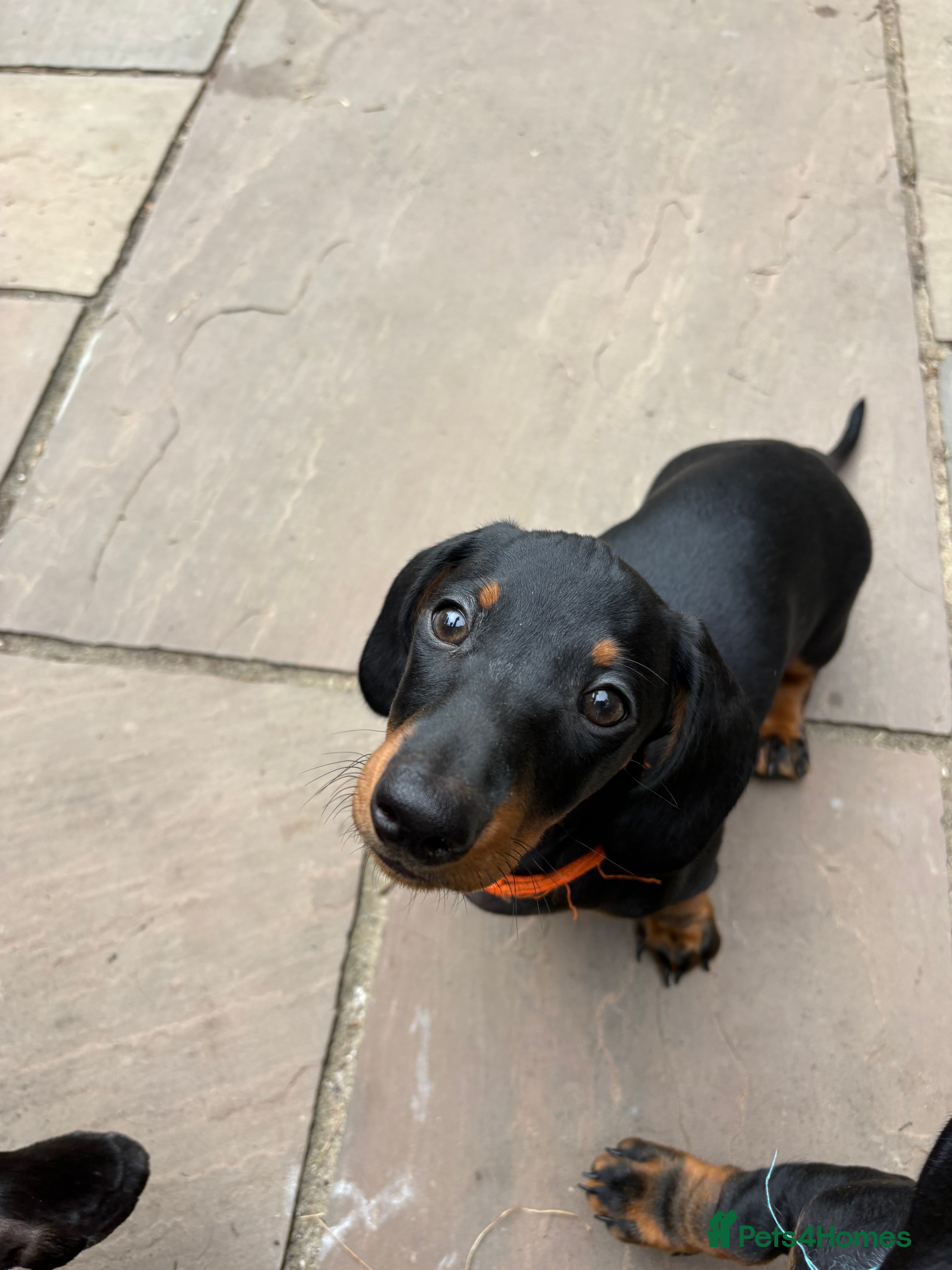 Miniature Dachshund dogs Black and tan miniature dachshund puppies   - Advert 3
