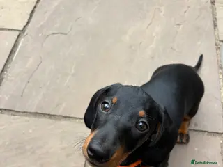 Miniature Dachshund dogs Black and tan miniature dachshund puppies - Advert 3