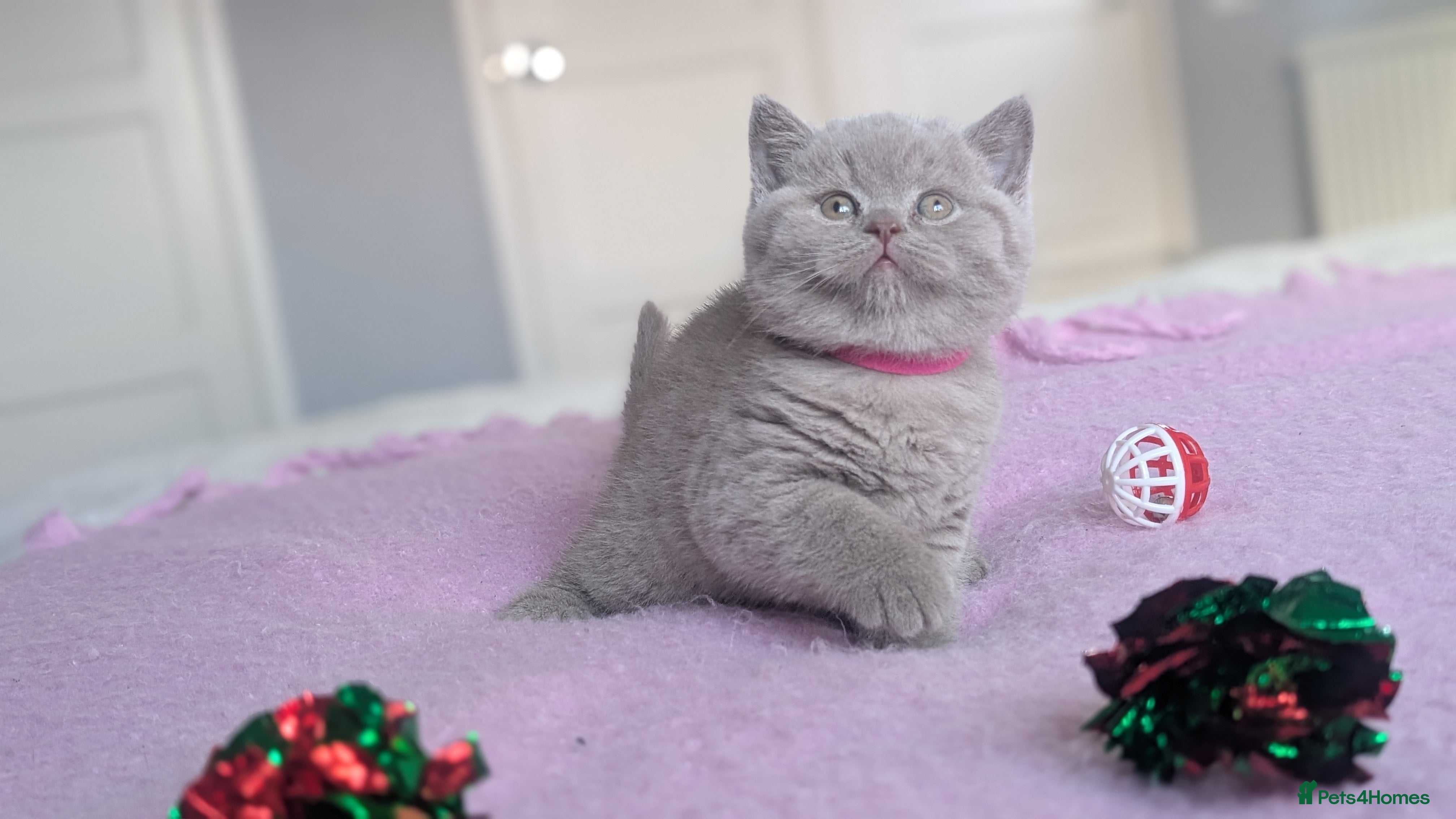 British Shorthair cats Outstanding lilac British Shorthair boys - Advert 17