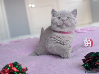 British Shorthair cats Outstanding lilac British Shorthair boys - Advert 17