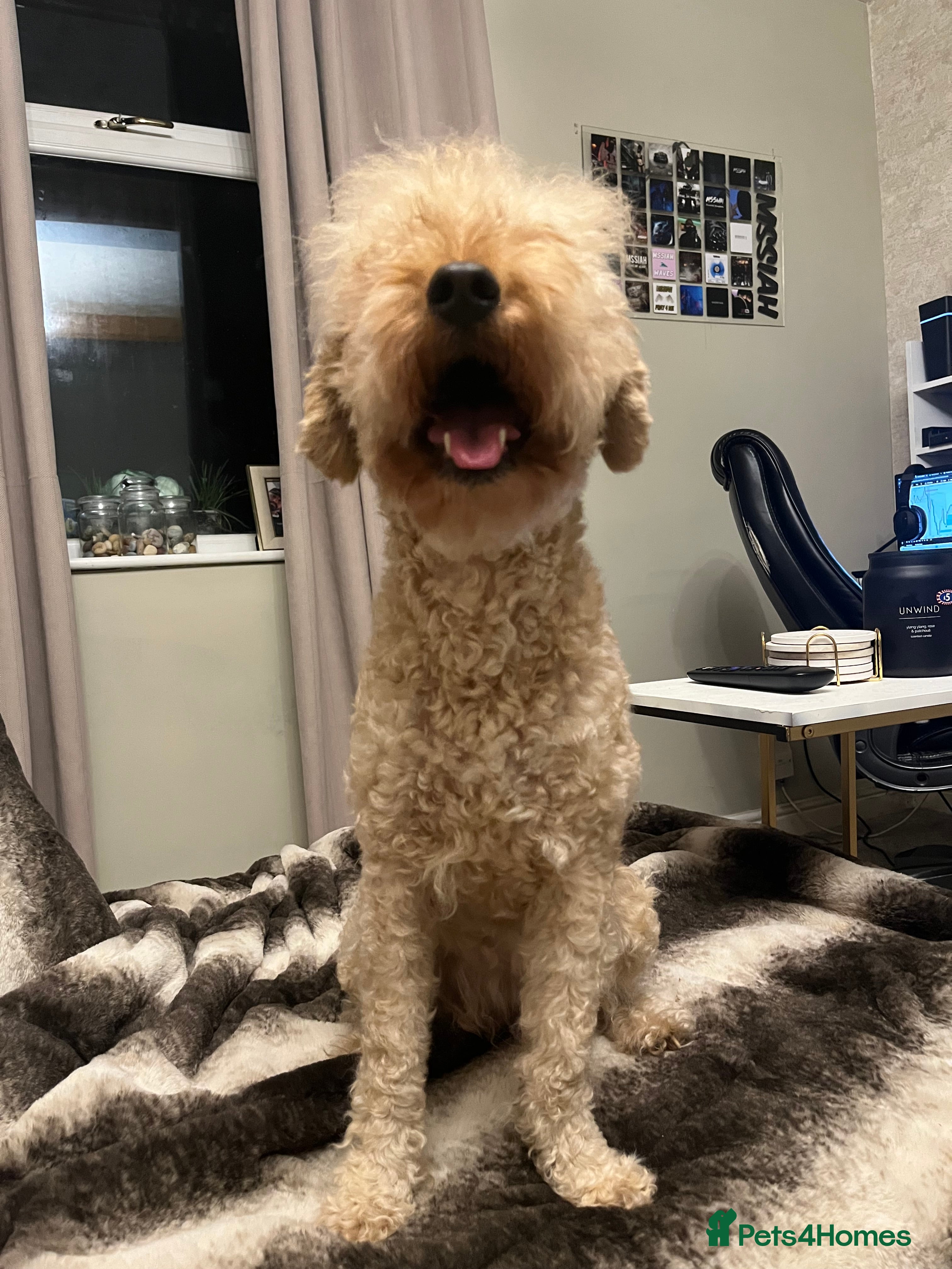 Cavapoo dogs *due soon* cavapoo puppies  - Advert 1