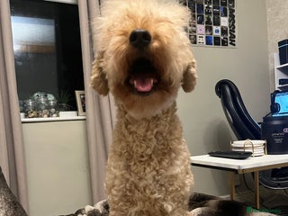 Cavapoo dogs *due soon* cavapoo puppies - Advert 1