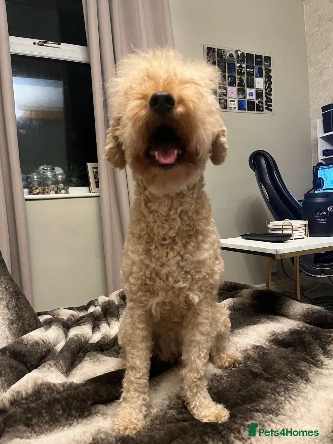 Cavapoo dogs for sale: cavapoo puppies  - Advert 2