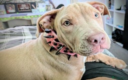 American Bully dogs for sale: American Bully 4 Months Old A Sweetheart  in Stonehouse - Image 28