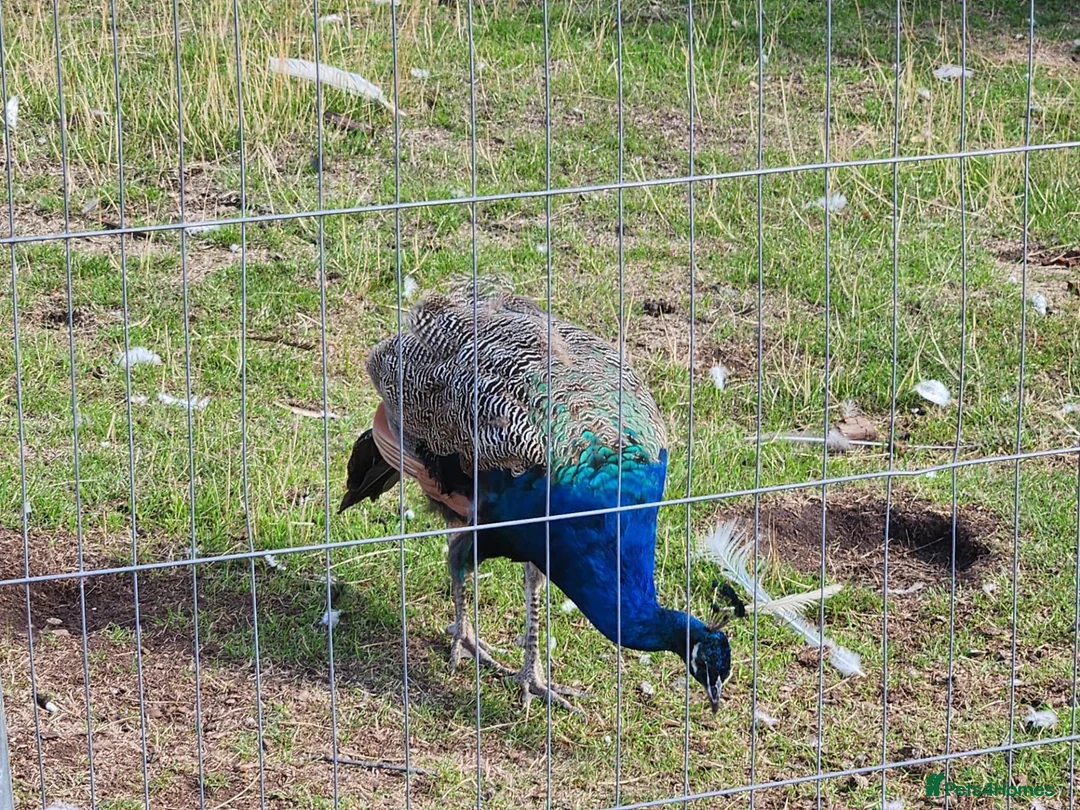 Peafowl poultry for sale: Peafowl of mixed ages and sexes  in Leamington Spa - Advert 2