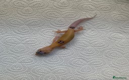 Leopard Gecko reptiles for sale: Leopard gecko babies cb25 - Image 6