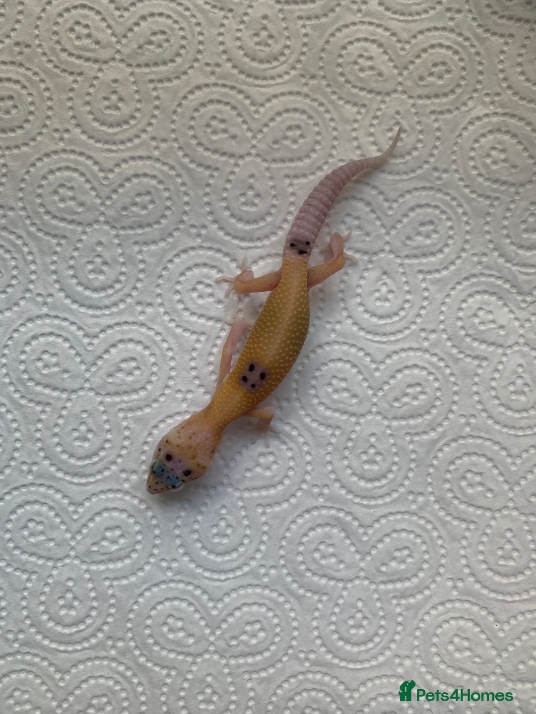 Leopard Gecko reptiles for sale: Leopard gecko babies cb25 - Image 6