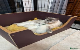 British Shorthair cats for sale: Lilac colourpoint BSH GCCF boy - ready to leave  - Image 5