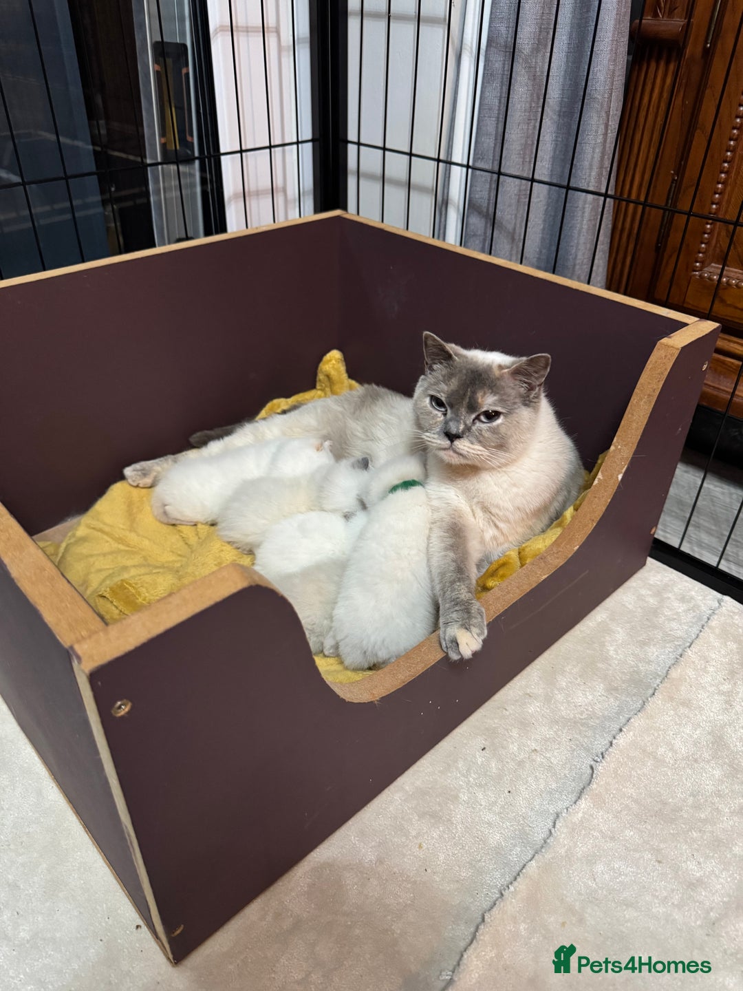 British Shorthair cats for sale: Lilac colourpoint BSH GCCF boy - ready to leave  - Image 5