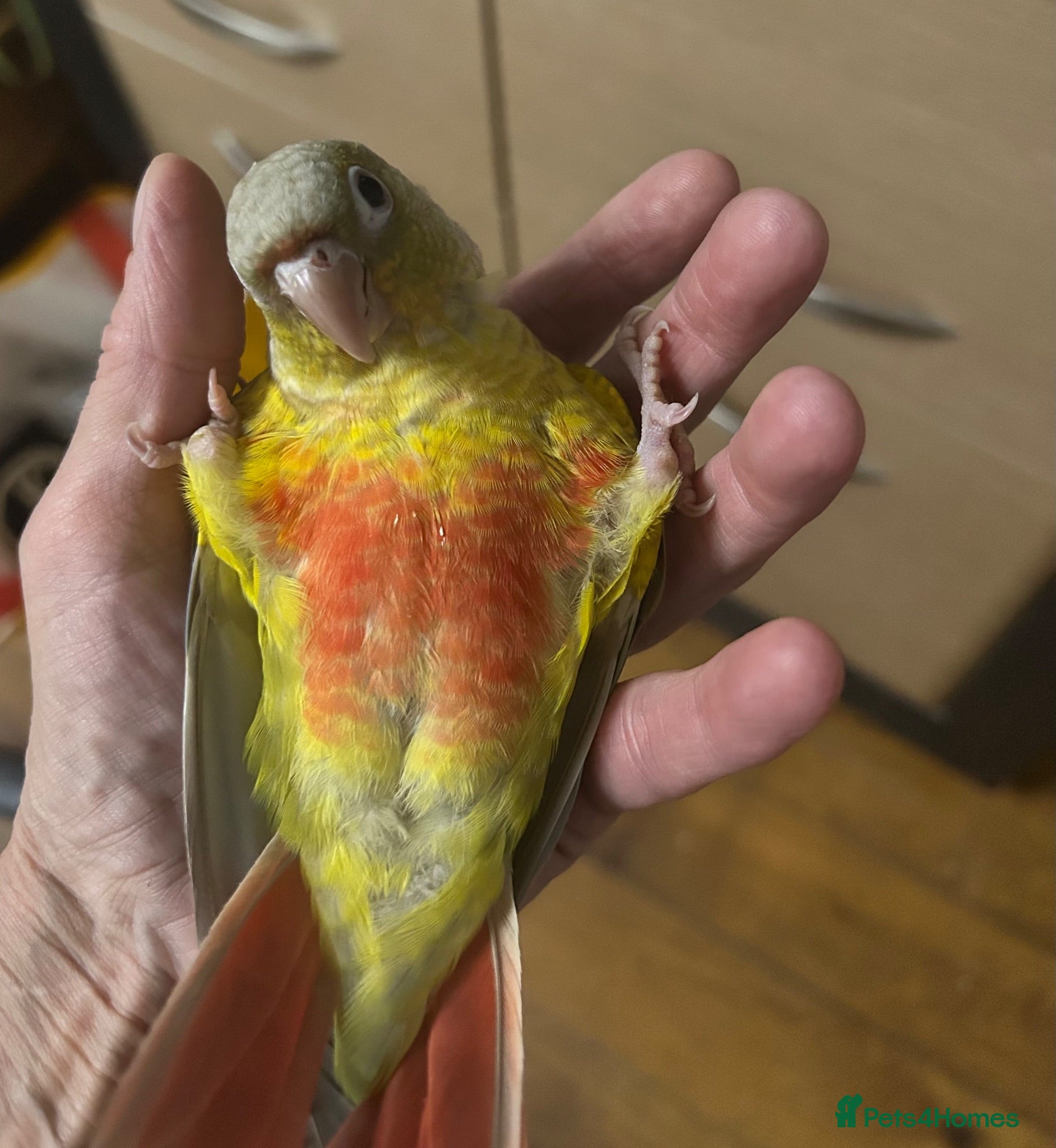 Conures birds Hand Reared Conures - Advert 19