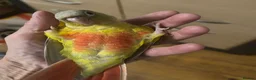 Conures birds for sale: Hand Reared Conures - Advert 4