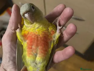 Conures birds Hand Reared Conures - Advert 1