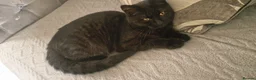 Mixed Breed cats for sale: Kitten  in Birmingham - Advert 2