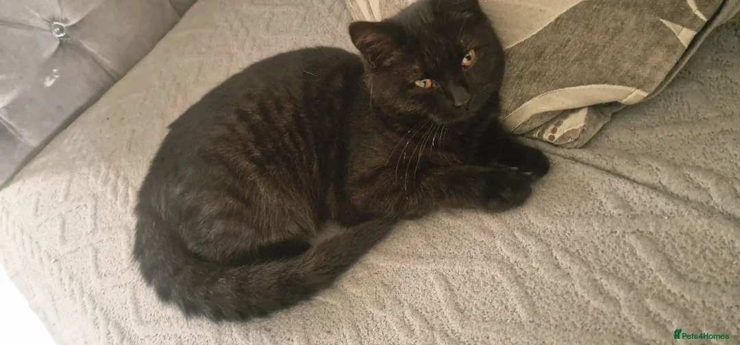 Mixed Breed cats for sale: Kitten  in Birmingham - Advert 2