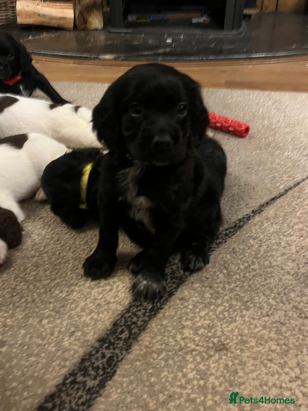 Mixed Breed dogs for sale: Flat coat retriever/spaniel x sprocker  - Advert 3
