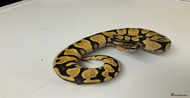 Python Snake reptiles - Advert 6