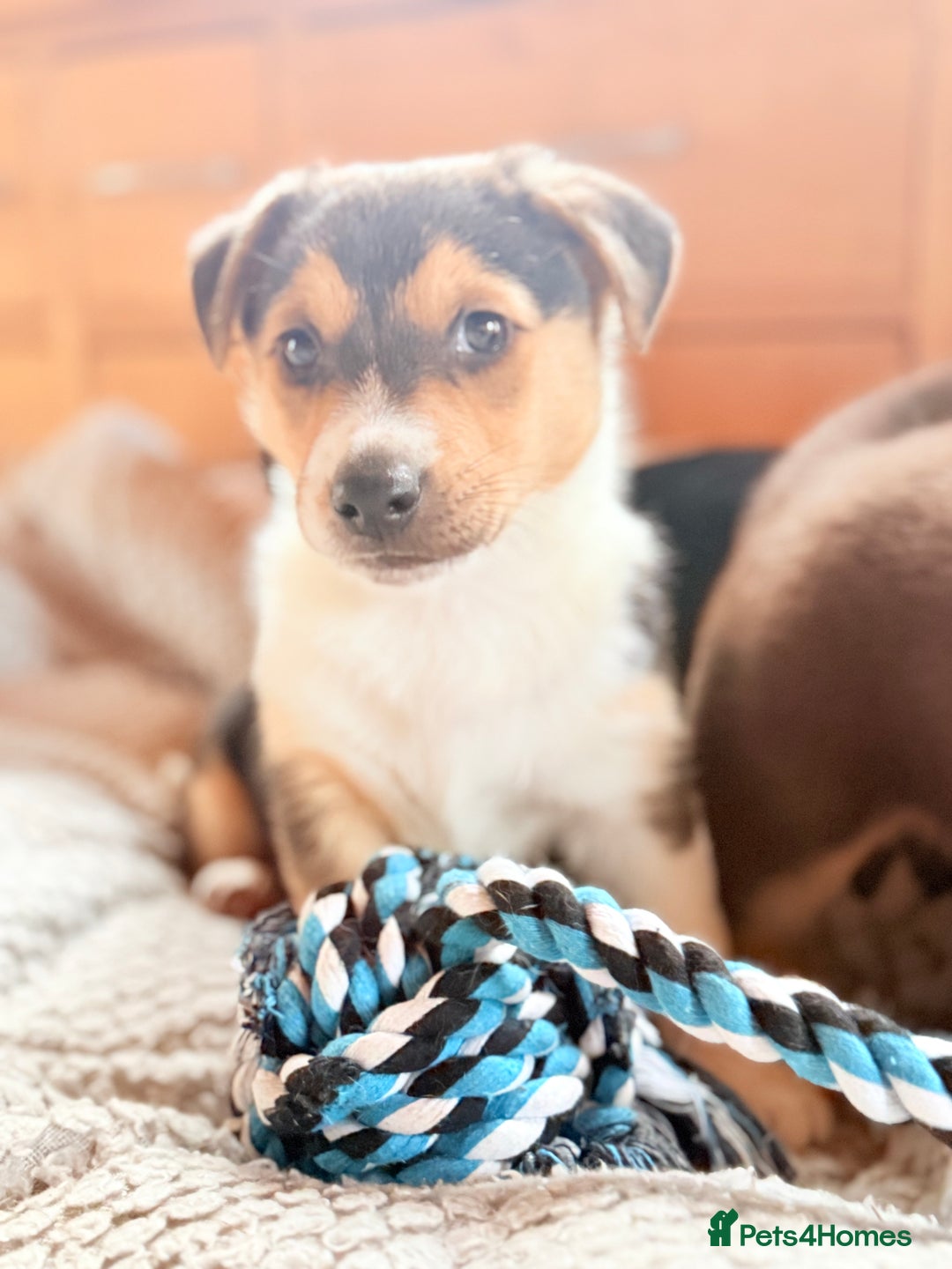 Mixed Breed dogs for sale: Cheeky trio looking for forever homes  - Advert 20