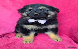 German Shepherd dogs for sale: Adorable German Shepherd puppies - Image 5