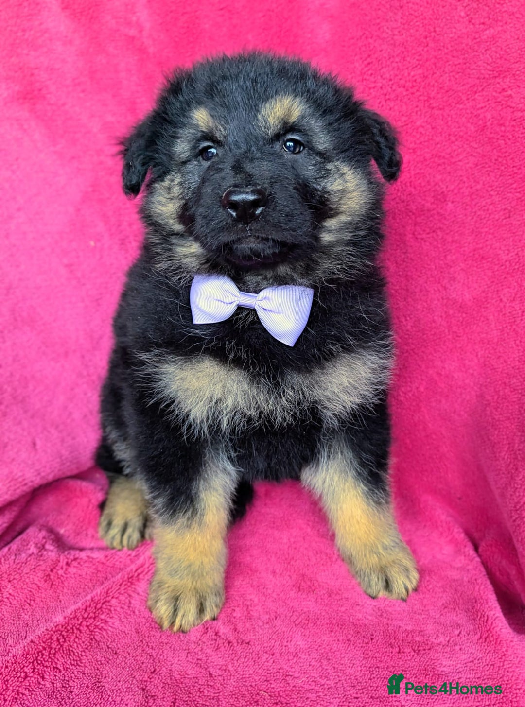 German Shepherd dogs for sale: Adorable German Shepherd puppies - Image 5