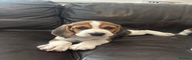 Beagle Puppy 2