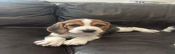 Beagle dogs for sale: Beautiful Beagles(ready now) - Advert 35