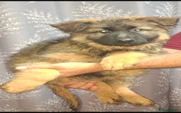 German Shepherd dogs for sale: Wonderful german shepherd puppies  - Image 6