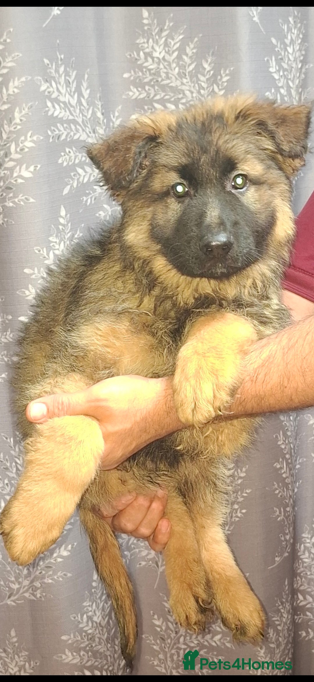 German Shepherd dogs for sale: Wonderful german shepherd puppies  - Image 6