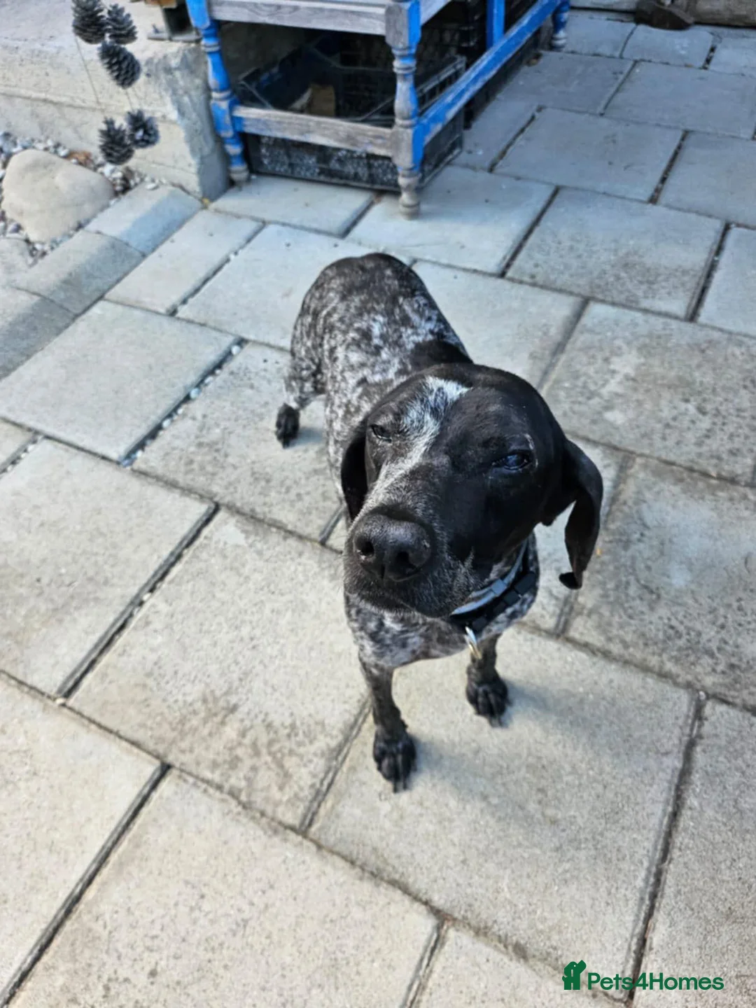 Mixed Breed dogs for adoption: ROSA🌹🐾 in Hengoed - Advert 4