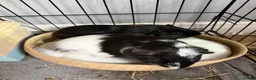 Guinea Pig rodents for sale: 2 guinea pig brothers  in Hartlepool - Advert 5
